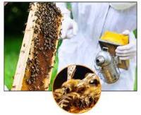 247 Bee Removal Brisbane image 4